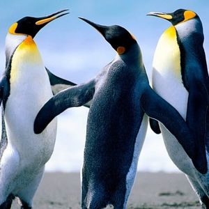 Meet your Posher, Mia